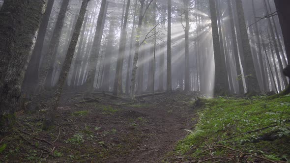 Mountain biker riding in a foggy forest