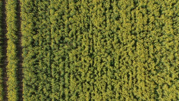 Pull Away Top Down Shot of Yellow Canola Fields on a Sunny Morning