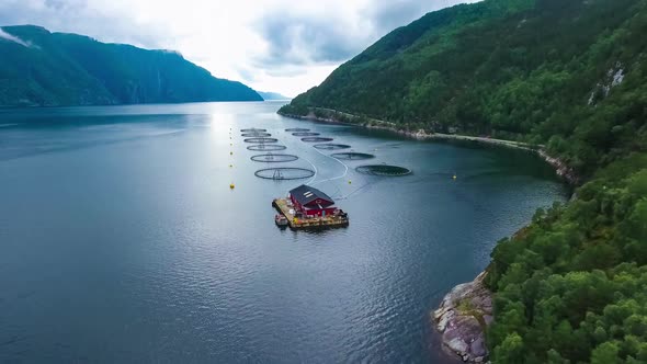 Farm Salmon Fishing in Norway