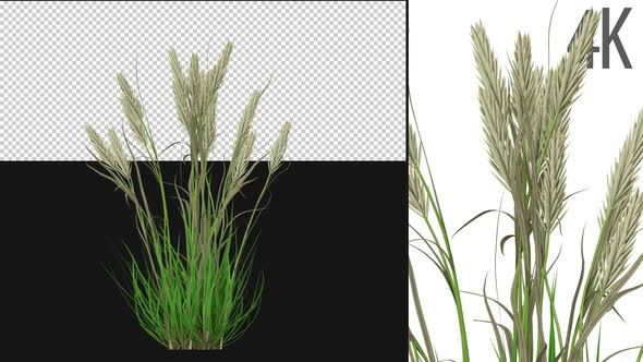 Barley Growing On Alpha alt