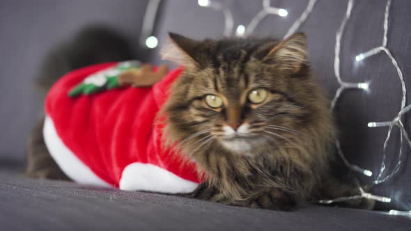 Close Up Portrait of a Tabby Fluffy Cat Dressed As Santa Claus Lies on a Background of Christmas