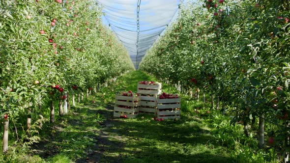 In Front of the Camera in a Large Apple Orchard