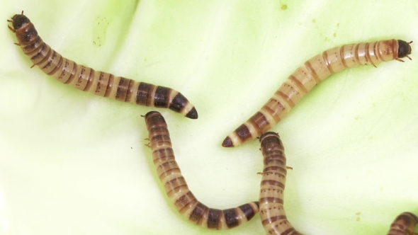 Zofobas Larvae on Cabbage