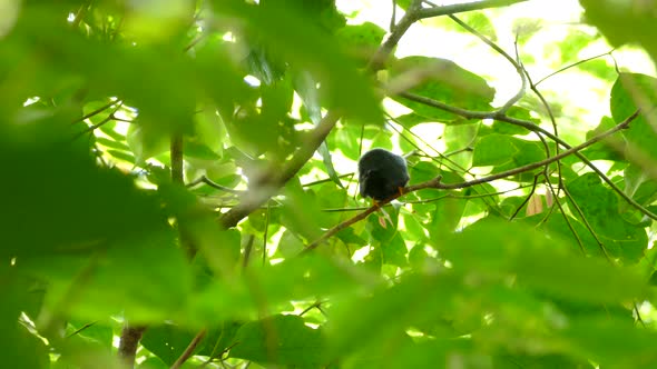 Bird sitting on tree branch green forest takes flight flies away