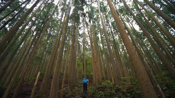 Tilt down, hiker climbs natural stairs through lush forest, Japan