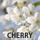 Cherry Tree Flower - VideoHive Item for Sale