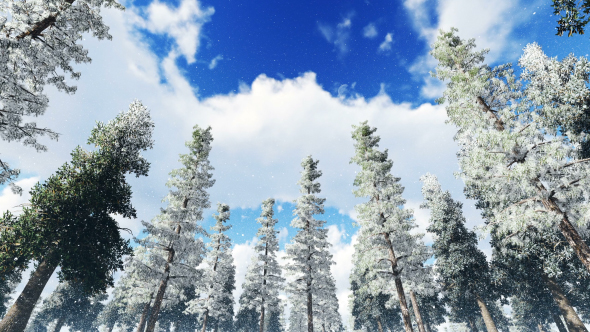 Pine Forest in Winter alt