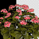 Hortensia Flowers - VideoHive Item for Sale