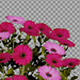 African Daisy Flowers - VideoHive Item for Sale