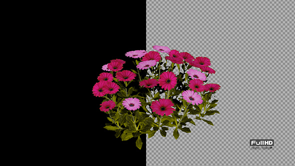 African Daisy Flowers alt