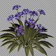 African Lilly Purple Flowers - VideoHive Item for Sale