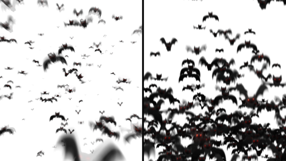 Bats Transitions 2 Styles