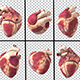 Human Heart Animated Pack - VideoHive Item for Sale