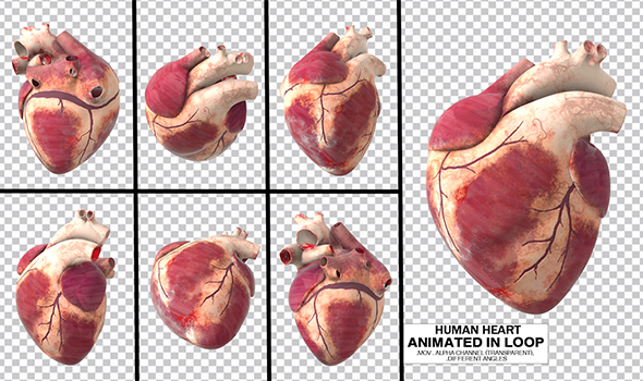 Human Heart Animated Pack