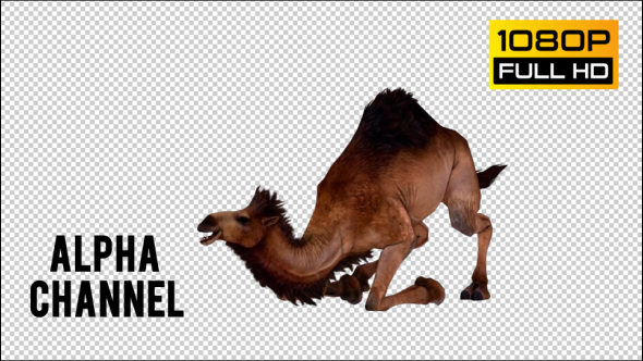 Camel 2
