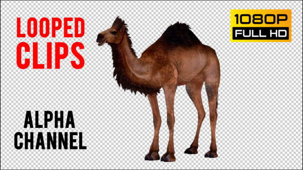 Camel 4