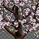 Growing Sakura Tree - VideoHive Item for Sale