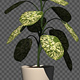 Growing Dieffenbachia Flower - VideoHive Item for Sale