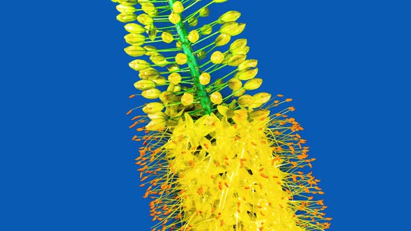 Yellow Flower Eremurus Blooming in Time Lapse on a Blue Background. Foxtail Lily or Eremurus