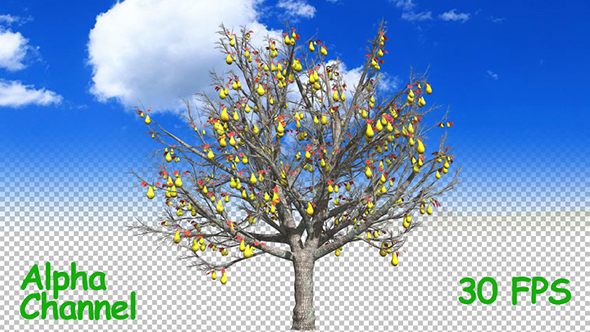 Pear Fruit On the Tree alt