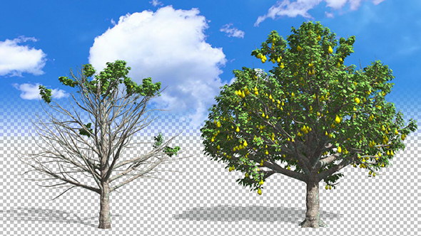 Growing Pear Tree alt