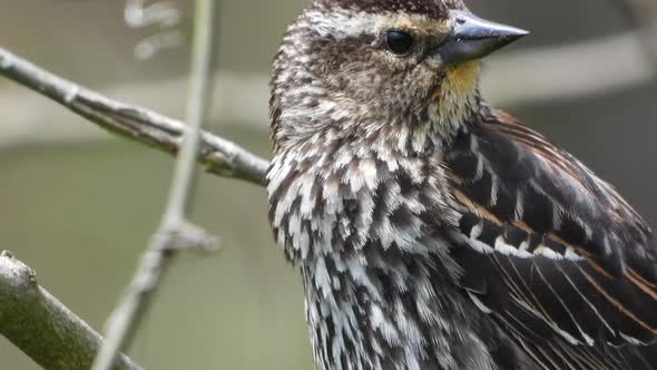 Close up of a sparrow sitting on a branch and flying off