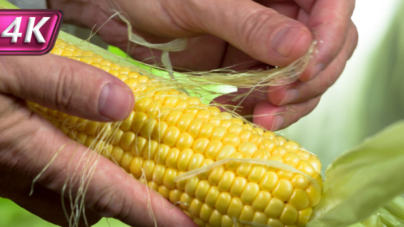 Checking the Quality of Corn Grains