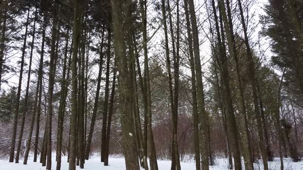 Evergreen pine tree forest, white winter view