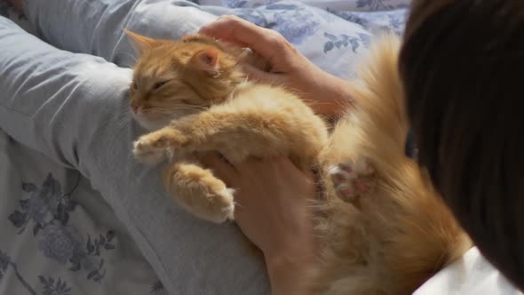 Woman Is Stroking Cute Ginger Cat in Bed. Fluffy Pet Purring with Pleasure. Mornng Bedtime in Cozy