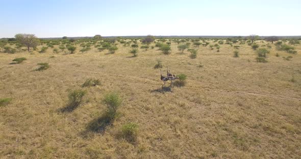 Aerial drone view of a herd of ostriches wild animals in a safari in Africa plains