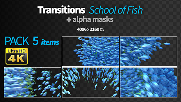 Transitions Fish 2 alt