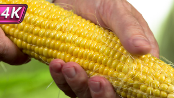 Peeled Corn on the Cob