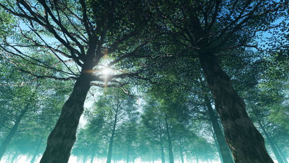 Fantastic Forest alt