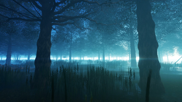 Foggy Forest alt
