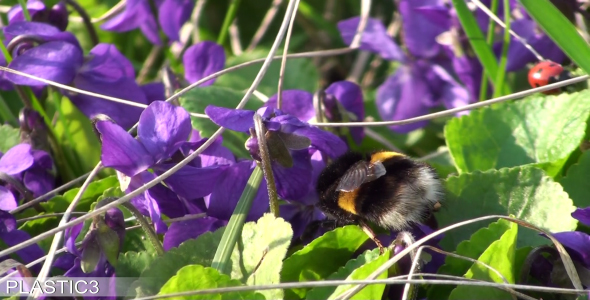 Bumblebee And Ladybug HD