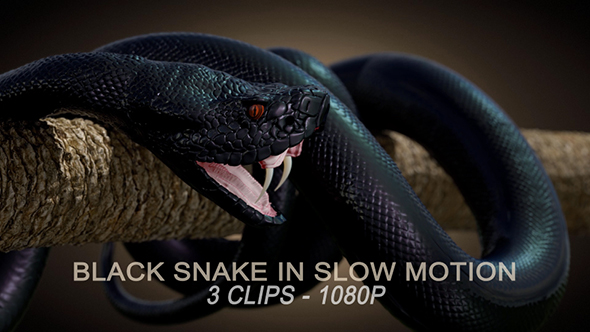 Black Snake in Slow Motion