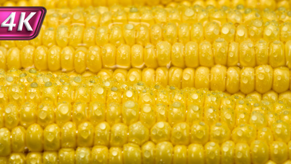 Slender Rows of Corn Grains