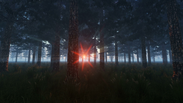 Pine Forest at Sunset alt
