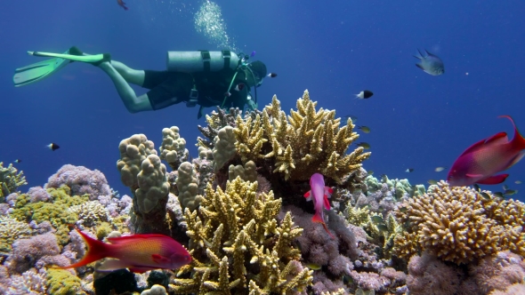 The View of a Diver Exploring a Colorful Reef, Red Sea, Egypt