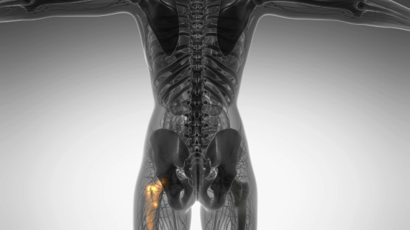 Hip Bones Anatomy alt