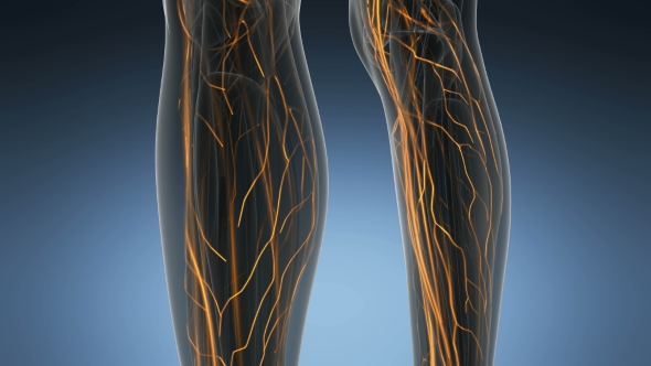 Human Body with Glow Blood Vessels alt
