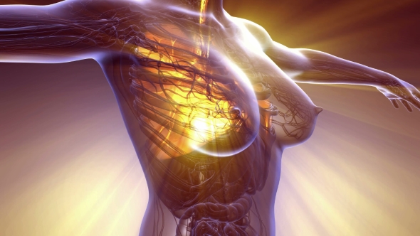 Human Body with Visible Lungs alt