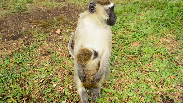 Mother And Child Vervet Monkey