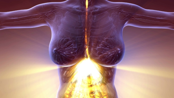 Human Body with Visible Digestive System alt