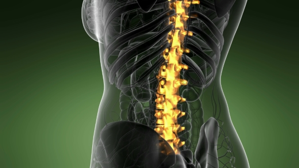 Backache in Back Bones alt