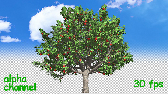 Apple Tree alt