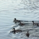 Ducks and Swans in the Pond - VideoHive Item for Sale