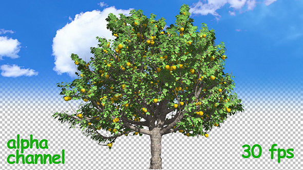Apple Tree alt