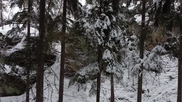 Drone shot of a winter forest in the Bohemian Paradise in the Czech Republic 