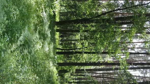 Vertical Video Aerial View Inside a Green Forest with Trees in Summer